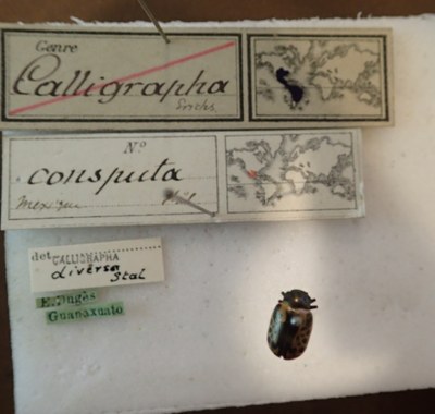 BE-RBINS-ENT Calligrapha_031 Calligrapha consputa Label.jpg BE-RBINS-ENT Calligrapha_031 Calligrapha consputa Label.jpg