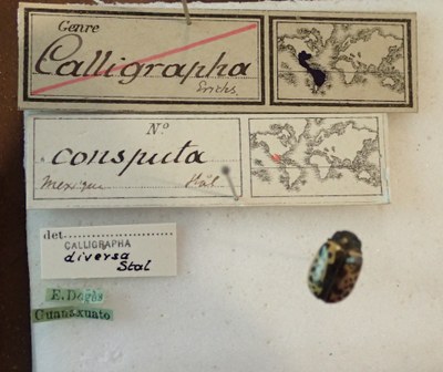 BE-RBINS-ENT Calligrapha_032 Calligrapha consputa Label.jpg BE-RBINS-ENT Calligrapha_032 Calligrapha consputa Label.jpg