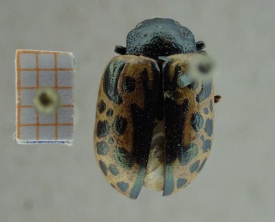 BE-RBINS-ENT Calligrapha_033 Calligrapha consputa Dorsal.jpg BE-RBINS-ENT Calligrapha_033 Calligrapha consputa Dorsal.jpg