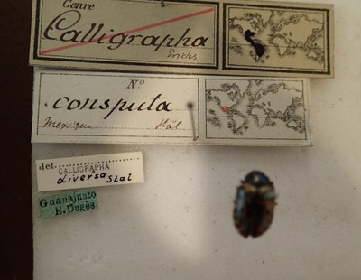 BE-RBINS-ENT Calligrapha_033 Calligrapha consputa Label.jpg BE-RBINS-ENT Calligrapha_033 Calligrapha consputa Label.jpg