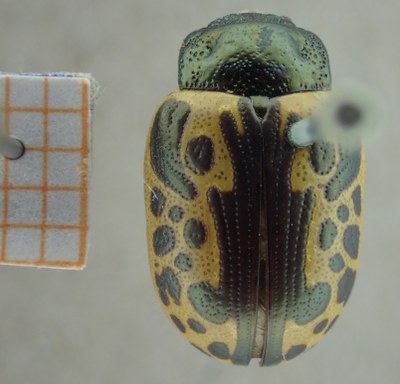 BE-RBINS-ENT Calligrapha_034 Calligrapha consputa Dorsal.jpg BE-RBINS-ENT Calligrapha_034 Calligrapha consputa Dorsal.jpg