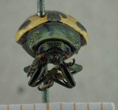 BE-RBINS-ENT Calligrapha_034 Calligrapha consputa Frontal.jpg BE-RBINS-ENT Calligrapha_034 Calligrapha consputa Frontal.jpg