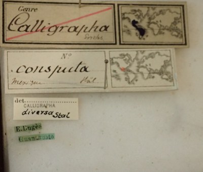 BE-RBINS-ENT Calligrapha_034 Calligrapha consputa Label.jpg BE-RBINS-ENT Calligrapha_034 Calligrapha consputa Label.jpg