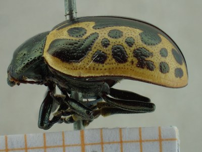 BE-RBINS-ENT Calligrapha_034 Calligrapha consputa Lateral.jpg BE-RBINS-ENT Calligrapha_034 Calligrapha consputa Lateral.jpg