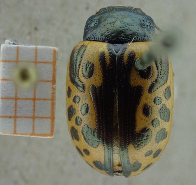 BE-RBINS-ENT Calligrapha_035 Calligrapha consputa Dorsal.jpg BE-RBINS-ENT Calligrapha_035 Calligrapha consputa Dorsal.jpg