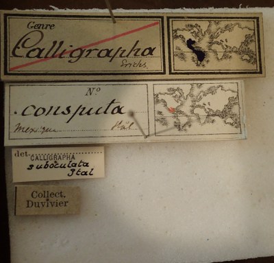 BE-RBINS-ENT Calligrapha_035 Calligrapha consputa Label.jpg BE-RBINS-ENT Calligrapha_035 Calligrapha consputa Label.jpg