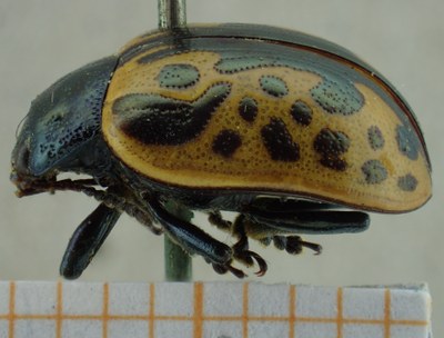 BE-RBINS-ENT Calligrapha_035 Calligrapha consputa Lateral.jpg BE-RBINS-ENT Calligrapha_035 Calligrapha consputa Lateral.jpg