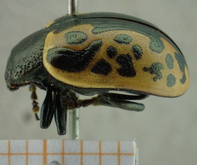 BE-RBINS-ENT Calligrapha_036 Calligrapha consputa Lateral.jpg BE-RBINS-ENT Calligrapha_036 Calligrapha consputa Lateral.jpg