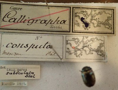 BE-RBINS-ENT Calligrapha_037 Calligrapha consputa Label.jpg BE-RBINS-ENT Calligrapha_037 Calligrapha consputa Label.jpg