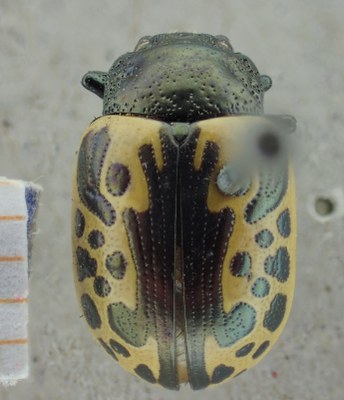 BE-RBINS-ENT Calligrapha_038 Calligrapha consputa Dorsal.jpg BE-RBINS-ENT Calligrapha_038 Calligrapha consputa Dorsal.jpg