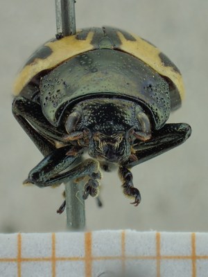BE-RBINS-ENT Calligrapha_038 Calligrapha consputa Frontal.jpg BE-RBINS-ENT Calligrapha_038 Calligrapha consputa Frontal.jpg