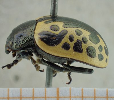 BE-RBINS-ENT Calligrapha_038 Calligrapha consputa Lateral.jpg BE-RBINS-ENT Calligrapha_038 Calligrapha consputa Lateral.jpg