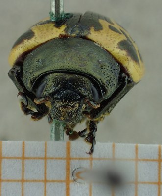 BE-RBINS-ENT Calligrapha_039 Calligrapha consputaFrontal.jpg BE-RBINS-ENT Calligrapha_039 Calligrapha consputaFrontal.jpg