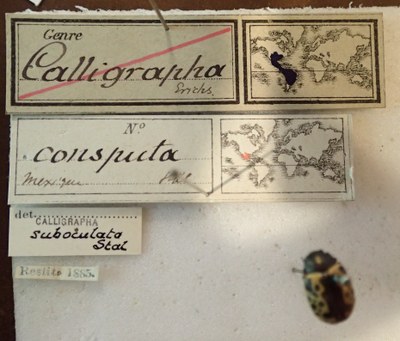 BE-RBINS-ENT Calligrapha_039 Calligrapha consputa Label.jpg BE-RBINS-ENT Calligrapha_039 Calligrapha consputa Label.jpg
