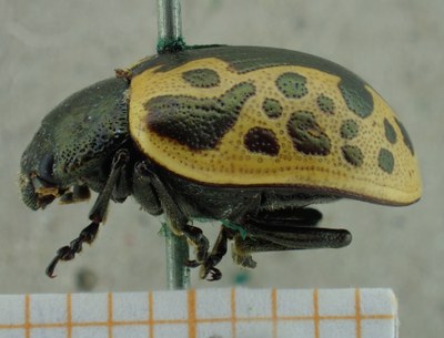 BE-RBINS-ENT Calligrapha_039 Calligrapha consputa Lateral.jpg BE-RBINS-ENT Calligrapha_039 Calligrapha consputa Lateral.jpg