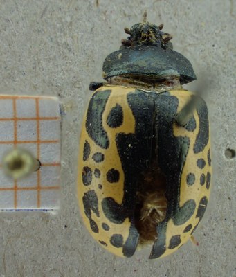 BE-RBINS-ENT Calligrapha_040 Calligrapha consputa Dorsal.jpg BE-RBINS-ENT Calligrapha_040 Calligrapha consputa Dorsal.jpg