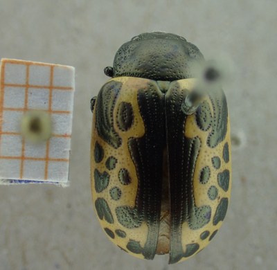 BE-RBINS-ENT Calligrapha_041 Calligrapha consputa Dorsal.jpg BE-RBINS-ENT Calligrapha_041 Calligrapha consputa Dorsal.jpg