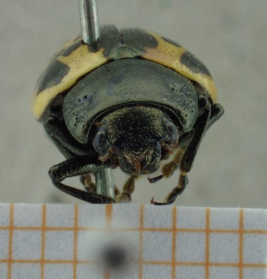 BE-RBINS-ENT Calligrapha_041 Calligrapha consputa Frontal.jpg BE-RBINS-ENT Calligrapha_041 Calligrapha consputa Frontal.jpg