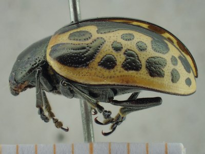 BE-RBINS-ENT Calligrapha_041 Calligrapha consputa Lateral.jpg BE-RBINS-ENT Calligrapha_041 Calligrapha consputa Lateral.jpg