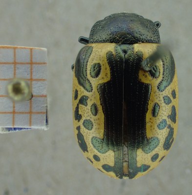 BE-RBINS-ENT Calligrapha_042 Calligrapha consputa Dorsal.jpg BE-RBINS-ENT Calligrapha_042 Calligrapha consputa Dorsal.jpg