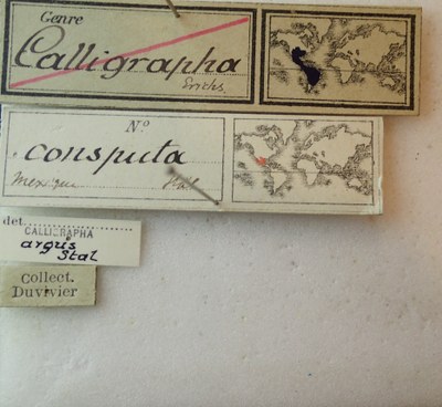 BE-RBINS-ENT Calligrapha_042 Calligrapha consputa Label.jpg BE-RBINS-ENT Calligrapha_042 Calligrapha consputa Label.jpg