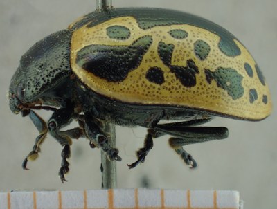 BE-RBINS-ENT Calligrapha_042 Calligrapha consputa Lateral.jpg BE-RBINS-ENT Calligrapha_042 Calligrapha consputa Lateral.jpg