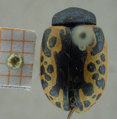 BE-RBINS-ENT Calligrapha_043 Calligrapha consputa Dorsal.jpg BE-RBINS-ENT Calligrapha_043 Calligrapha consputa Dorsal.jpg