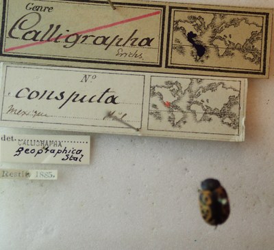 BE-RBINS-ENT Calligrapha_043 Calligrapha consputa Label.jpg BE-RBINS-ENT Calligrapha_043 Calligrapha consputa Label.jpg