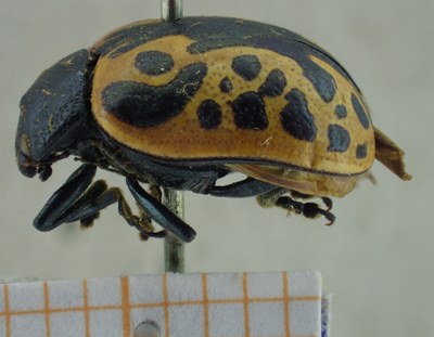 BE-RBINS-ENT Calligrapha_043 Calligrapha consputa Lateral.jpg BE-RBINS-ENT Calligrapha_043 Calligrapha consputa Lateral.jpg