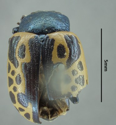 BE-RBINS-ENT Calligrapha_045 Calligrapha consputa Dorsal.jpg BE-RBINS-ENT Calligrapha_045 Calligrapha consputa Dorsal.jpg