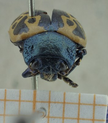 BE-RBINS-ENT Calligrapha_045 Calligrapha consputa Frontal.jpg BE-RBINS-ENT Calligrapha_045 Calligrapha consputa Frontal.jpg