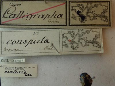 BE-RBINS-ENT Calligrapha_045 Calligrapha consputa Label.jpg BE-RBINS-ENT Calligrapha_045 Calligrapha consputa Label.jpg