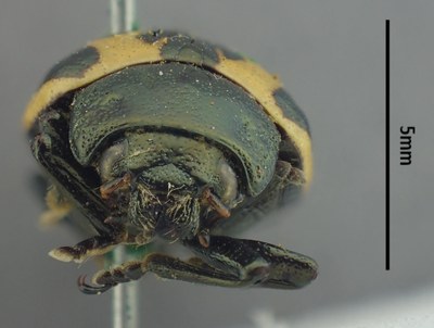 BE-RBINS-ENT Calligrapha_525 Calligrapha diversa Frontal.jpg BE-RBINS-ENT Calligrapha_525 Calligrapha diversa Frontal.jpg