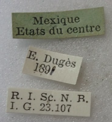 BE-RBINS-ENT Calligrapha_525 Calligrapha diversa Label.jpg BE-RBINS-ENT Calligrapha_525 Calligrapha diversa Label.jpg