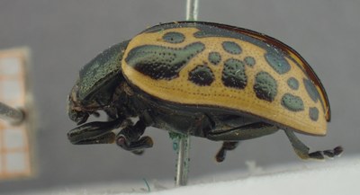BE-RBINS-ENT Calligrapha_525 Calligrapha diversa Lateral.jpg BE-RBINS-ENT Calligrapha_525 Calligrapha diversa Lateral.jpg