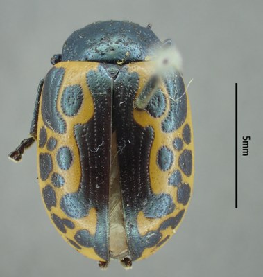 BE-RBINS-ENT Calligrapha_024A Calligrapha consputa Dorsal.jpg BE-RBINS-ENT Calligrapha_024A Calligrapha consputa Dorsal.jpg