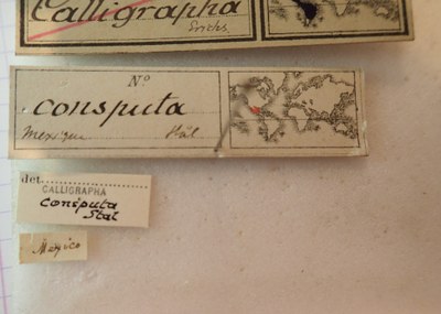 BE-RBINS-ENT Calligrapha_024A Calligrapha consputa Label.jpg BE-RBINS-ENT Calligrapha_024A Calligrapha consputa Label.jpg