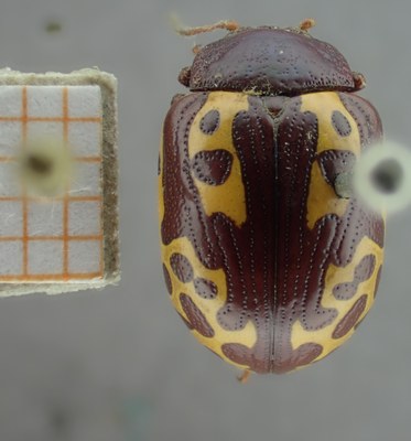 BE-RBINS-ENT Calligrapha_127 Calligrapha labyrinthica Dorsal.jpg BE-RBINS-ENT Calligrapha_127 Calligrapha labyrinthica Dorsal.jpg