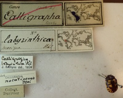 BE-RBINS-ENT Calligrapha_127 Calligrapha labyrinthica Label.jpg BE-RBINS-ENT Calligrapha_127 Calligrapha labyrinthica Label.jpg