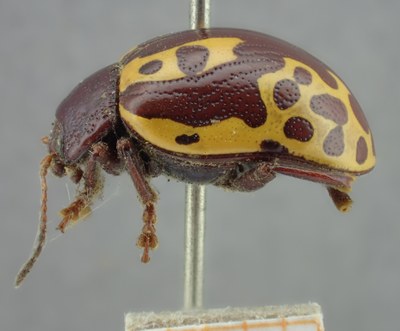 BE-RBINS-ENT Calligrapha_127 Calligrapha labyrinthica Lateral.jpg BE-RBINS-ENT Calligrapha_127 Calligrapha labyrinthica Lateral.jpg