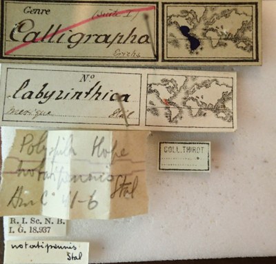 BE-RBINS-ENT Calligrapha_128 Calligrapha labyrinthica Label.jpg BE-RBINS-ENT Calligrapha_128 Calligrapha labyrinthica Label.jpg