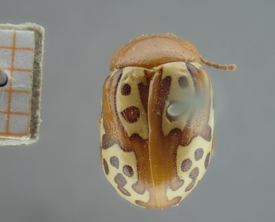 BE-RBINS-ENT Calligrapha_129 Calligrapha labyrinthica Dorsal.jpg BE-RBINS-ENT Calligrapha_129 Calligrapha labyrinthica Dorsal.jpg