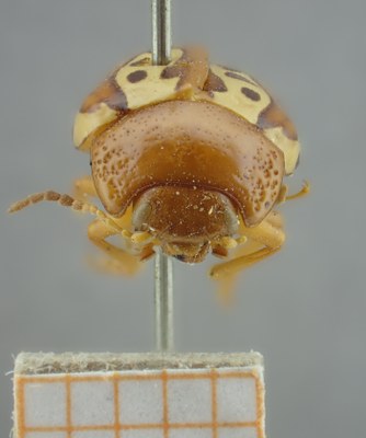 BE-RBINS-ENT Calligrapha_129 Calligrapha labyrinthica Frontal.jpg BE-RBINS-ENT Calligrapha_129 Calligrapha labyrinthica Frontal.jpg