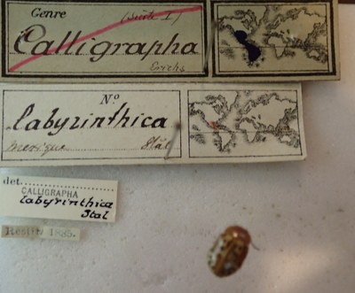 BE-RBINS-ENT Calligrapha_129 Calligrapha labyrinthica Label.jpg BE-RBINS-ENT Calligrapha_129 Calligrapha labyrinthica Label.jpg