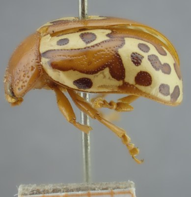 BE-RBINS-ENT Calligrapha_129 Calligrapha labyrinthica Lateral.jpg BE-RBINS-ENT Calligrapha_129 Calligrapha labyrinthica Lateral.jpg