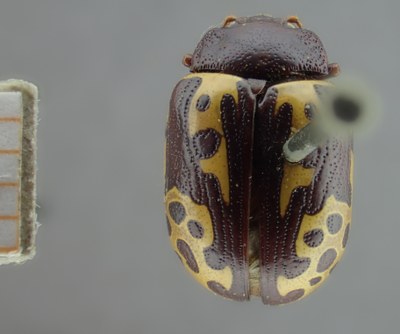 BE-RBINS-ENT Calligrapha_131 Calligrapha labyrinthica Dorsal.jpg BE-RBINS-ENT Calligrapha_131 Calligrapha labyrinthica Dorsal.jpg