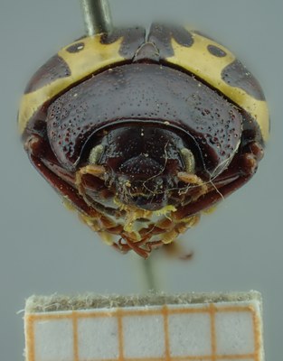 BE-RBINS-ENT Calligrapha_131 Calligrapha labyrinthica Frontal.jpg BE-RBINS-ENT Calligrapha_131 Calligrapha labyrinthica Frontal.jpg
