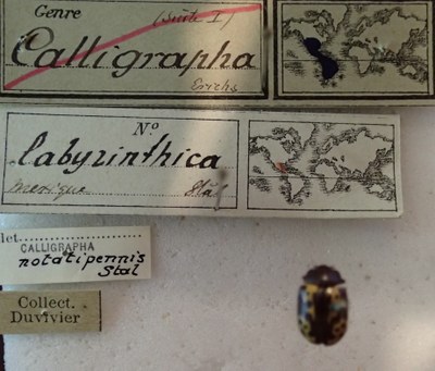 BE-RBINS-ENT Calligrapha_131 Calligrapha labyrinthica Label.jpg BE-RBINS-ENT Calligrapha_131 Calligrapha labyrinthica Label.jpg