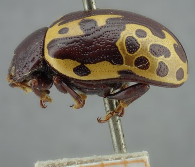 BE-RBINS-ENT Calligrapha_131 Calligrapha labyrinthica Lateral.jpg BE-RBINS-ENT Calligrapha_131 Calligrapha labyrinthica Lateral.jpg