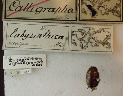 BE-RBINS-ENT Calligrapha_132 Calligrapha labyrinthica Label.jpg BE-RBINS-ENT Calligrapha_132 Calligrapha labyrinthica Label.jpg